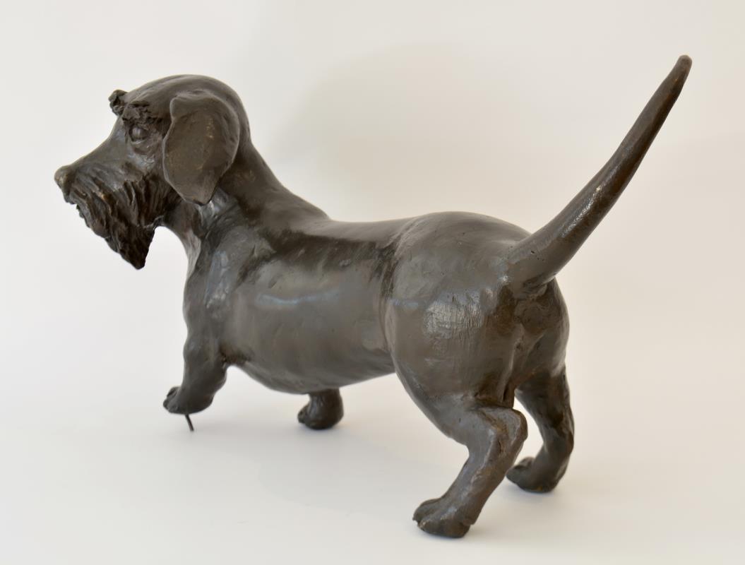 Rough haired Dachshund